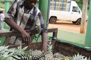 A man unloads pineapples in Allada, a major pineapple producing area of Benin
