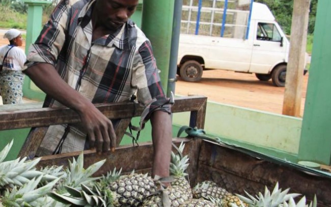 A man unloads pineapples in Allada, a major pineapple producing area of Benin 
