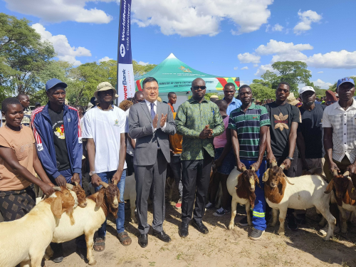 The Chinese Embassy in Zimbabwe recently handed over 30 Boer goats to youth clubs in Mashonaland Central Province as part of its efforts to boost youth empowerment in the country. Speaking at the handover ceremony, Minister of Youth Empowerment, Development and Vocational Training Tinoda Machakaire underlined the donation as a symbol of partnership, empowerment and hope for a brighter future for Zimbabwean youth. "I extend my deepest gratitude to the Chinese embassy for this meaningful gesture of collaboration and support," Machakaire said, adding that the donation to 30 youth clubs engaged in goat production in the district serves as a reminder of the strong and enduring friendship between Zimbabwe and China. He said the high-quality Boer bucks will play a crucial role in improving goat genetics and carcass weight, leading to increased incomes for young goat farmers in the district. Charge d'Affaires and Minister Counsellor Cheng Yan said the donation exemplifies the shared commitment to youth empowerment and reflects the long-standing fraternal friendship between the two countries. CHINESE EMBASSY DONATES BOER GOATS TO EMPOWER ZIMBABWEAN YOUTHS