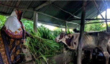 Tahiya Bauso Massawe, a Tanzanian dairy farmer, feeds cows with freshly cut Juncao grass at a dairy farm in Zanzibar, Tanzania