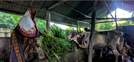 Tahiya Bauso Massawe, a Tanzanian dairy farmer, feeds cows with freshly cut Juncao grass at a dairy farm in Zanzibar, Tanzania